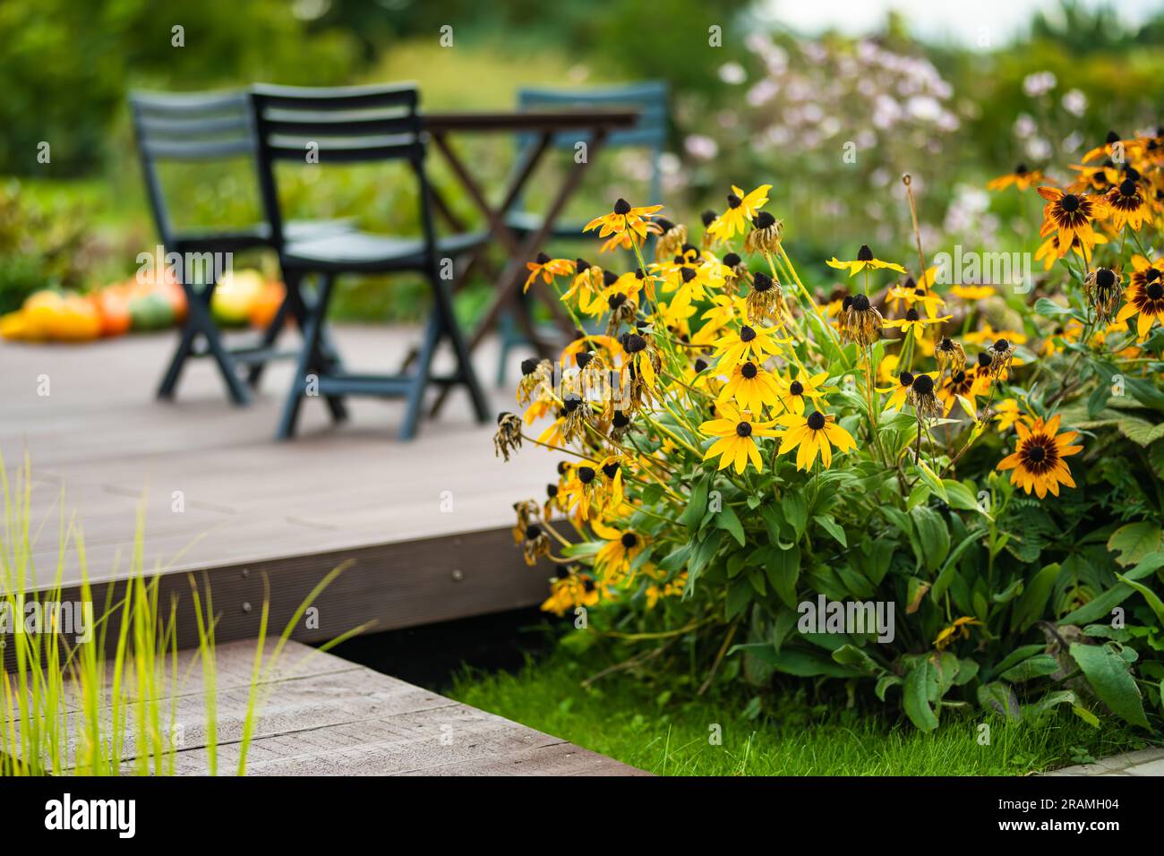 Fall Rudbeckia Bright yellow flowers of rudbeckia, commonly known as coneflowers or ...