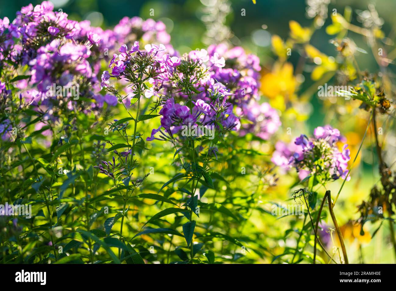 Beautiful purple flame flowers of phlox (Phlox paniculata) blossoming in a garden on autumn day. Beauty in nature. Stock Photo