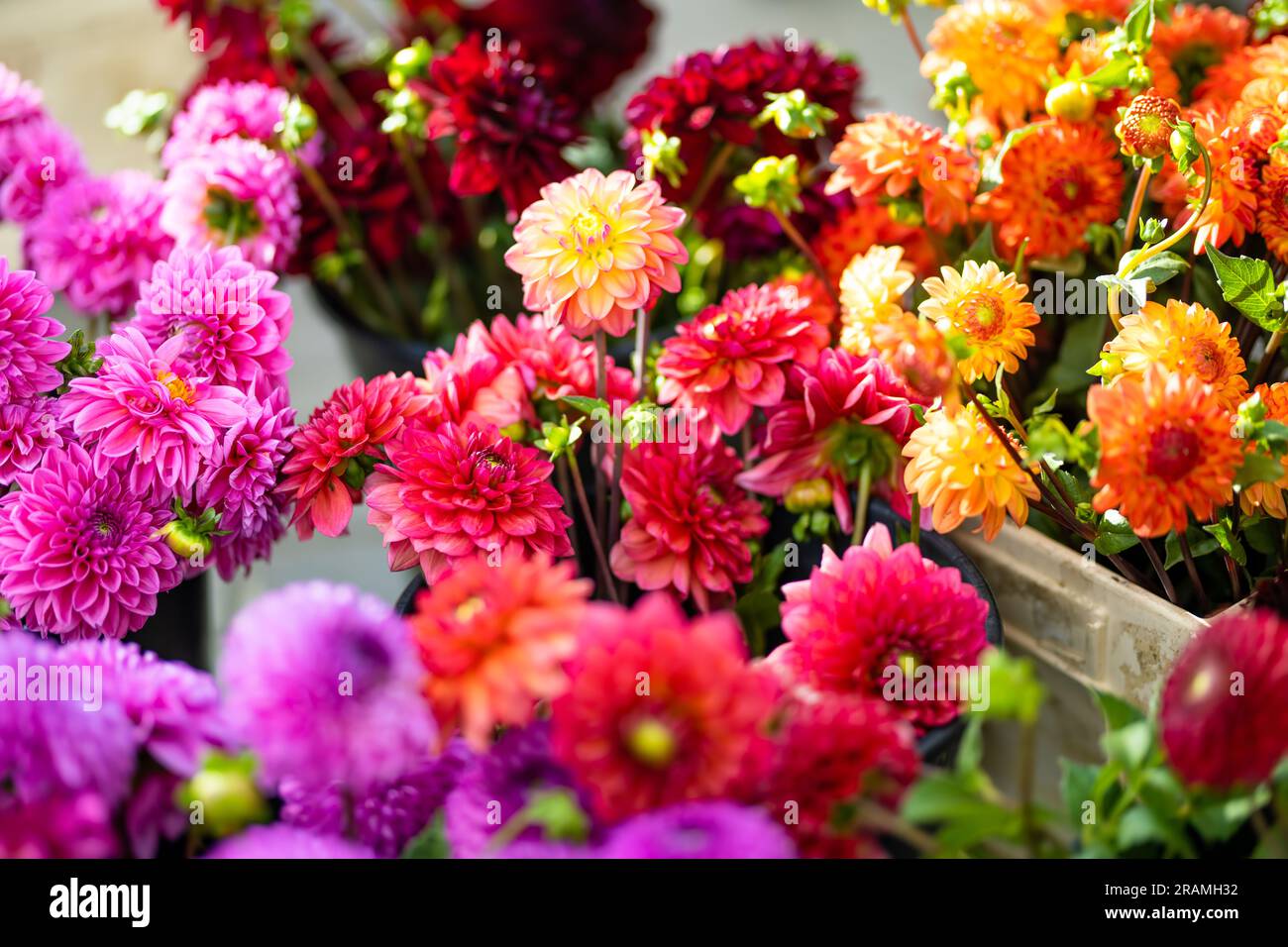 Beautiful colorful dahlia flowers sold in outdoor flower shop in