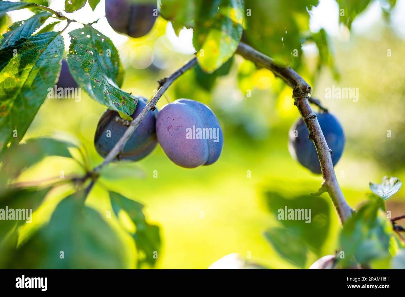 Purple plums on a tree branch in the orchard. Harvesting ripe fruits on ...