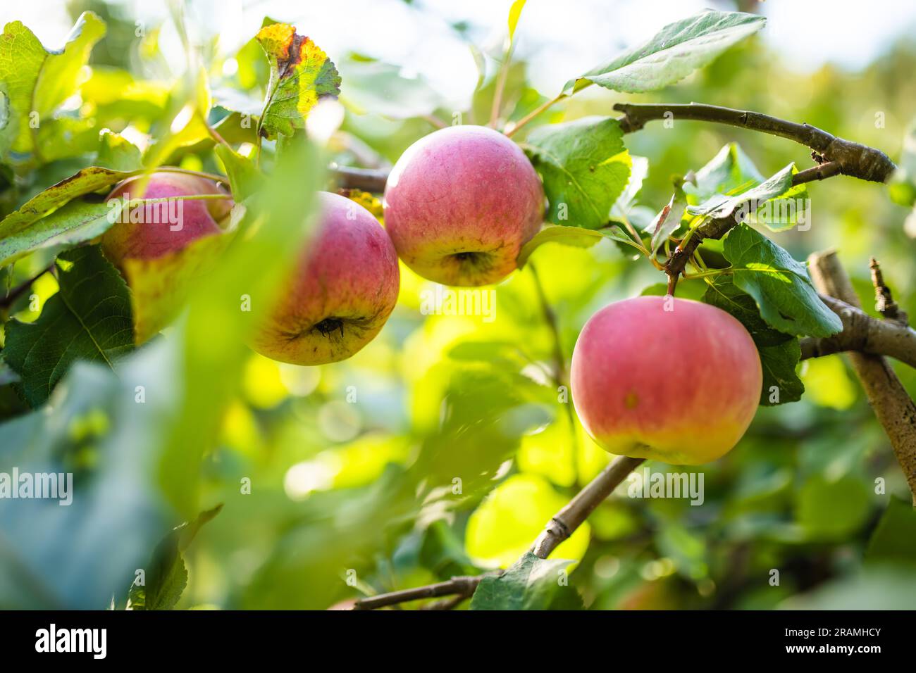 Red apples on apple tree branch on warm autumn day. Harvesting ripe ...