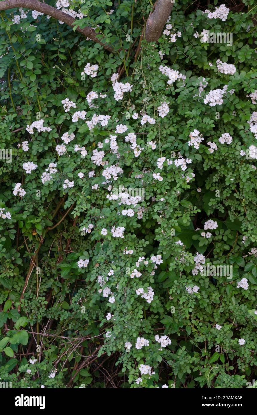 Multiflora Rose, Rosa multiflora Stock Photo