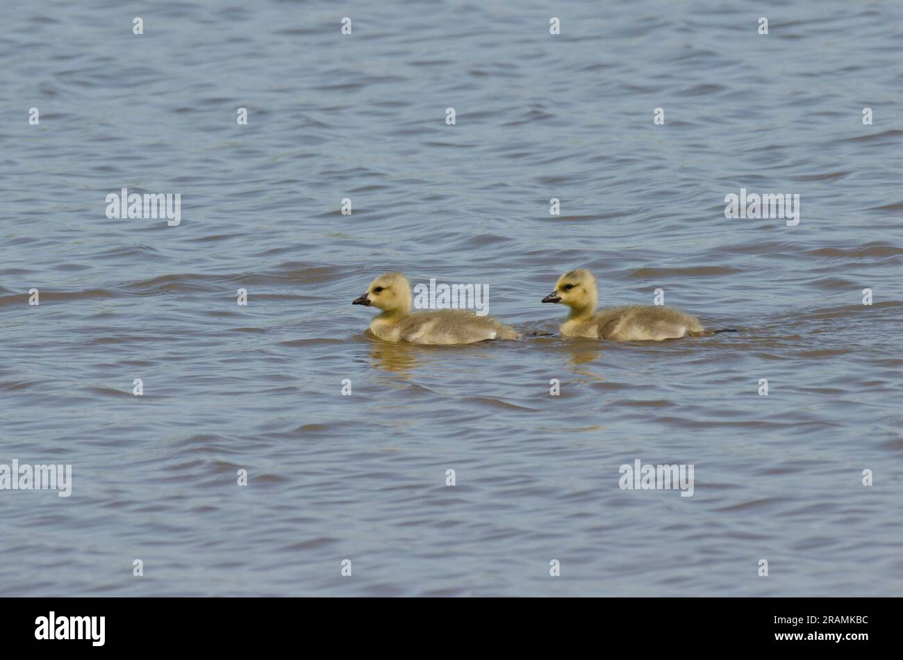 Canada Geese, Branta canadensis, goslings swimming Stock Photo