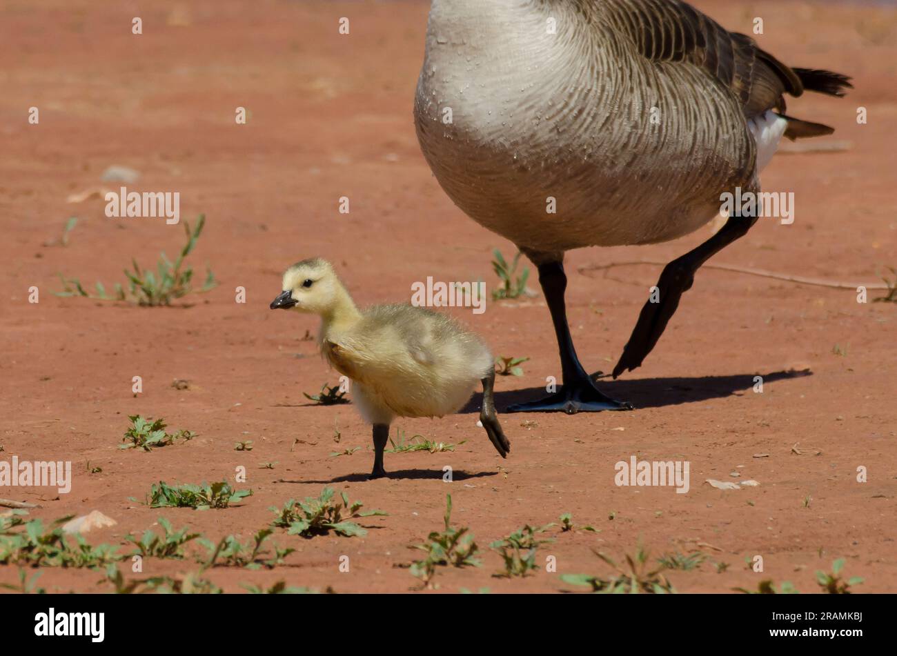 Gosling running hi res stock photography and images Alamy