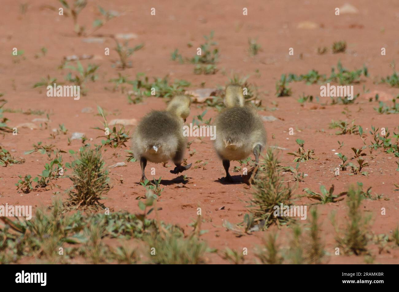 Canada Geese, Branta canadensis, goslings Stock Photo