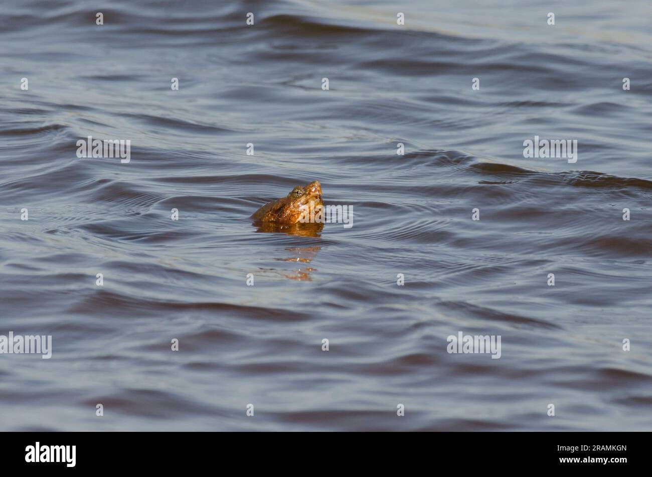 Common Snapping Turtle, Chelydra serpentina, head above water's surface Stock Photo