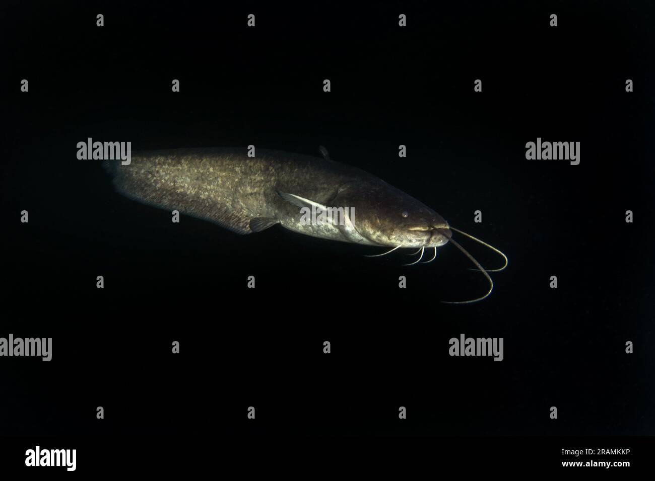 Wels catfish during night dive. Catfish is swimming on the bottom of the lake. European fish in natural habitat. Huge fish with long barbels. Stock Photo