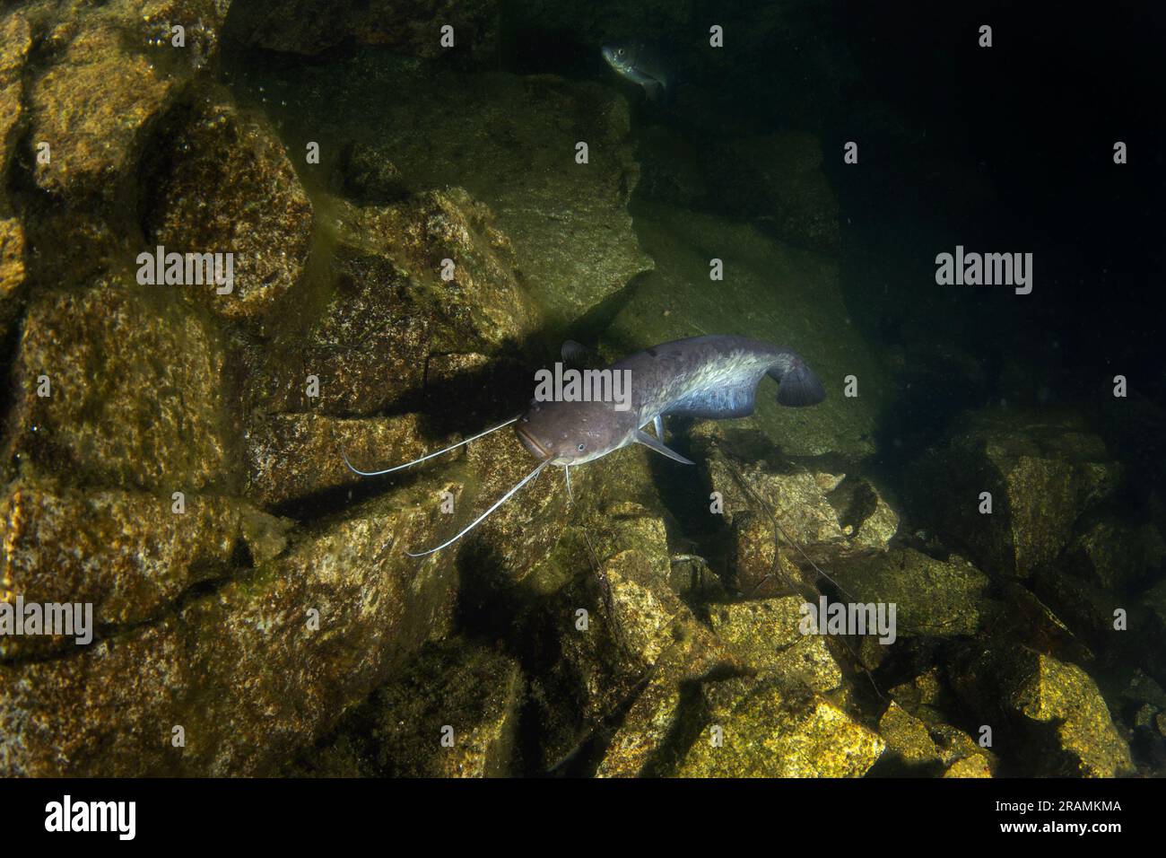 Wels catfish during night dive. Catfish is swimming on the bottom of