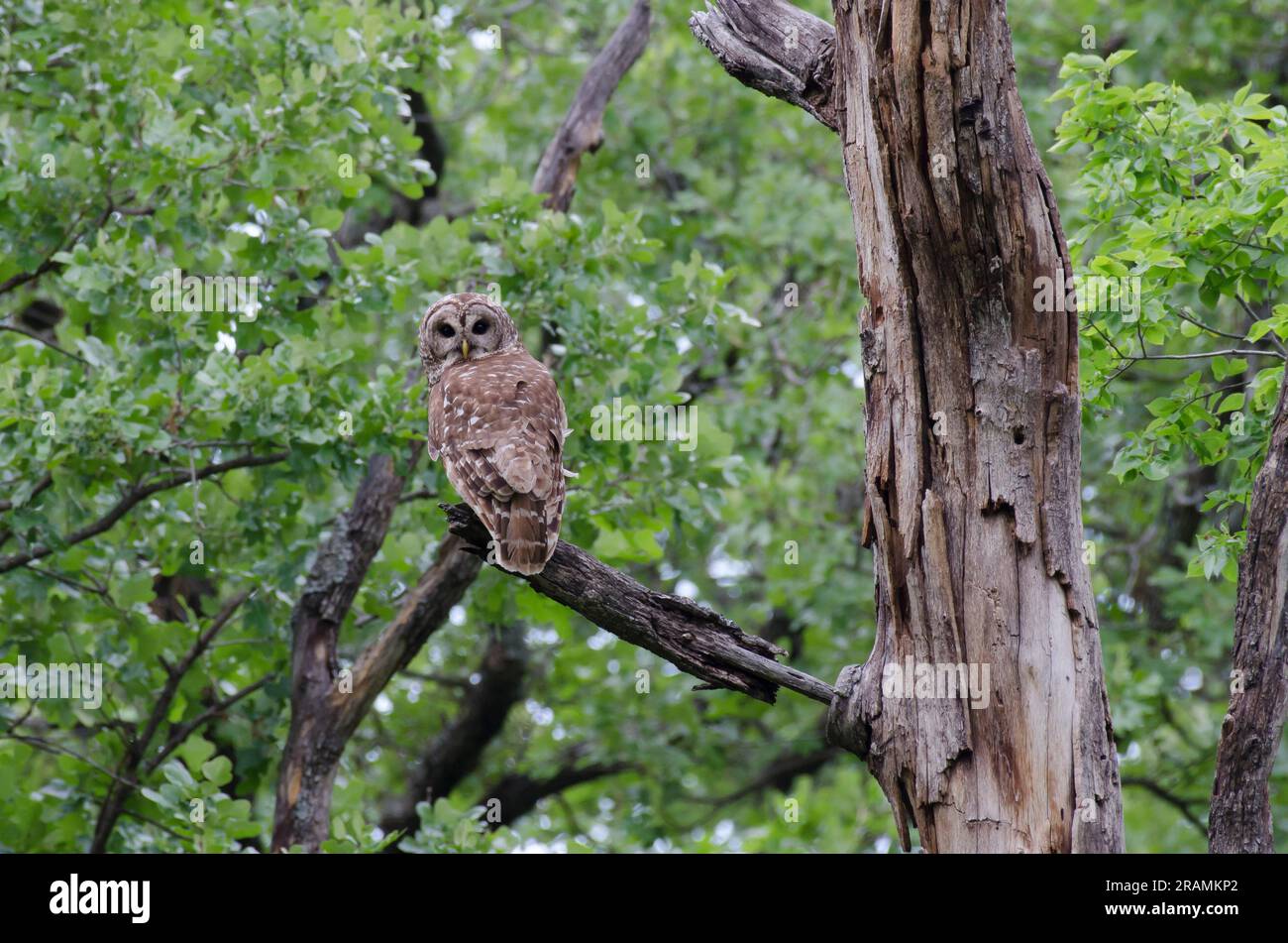 Barred Owl, Strix varia Stock Photo