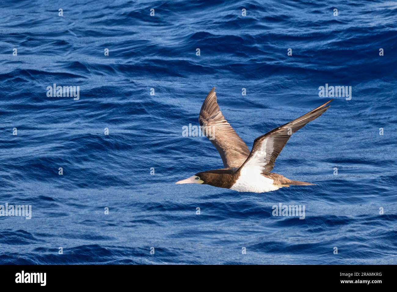 A brown booby is seen close up in flight at eye level just above the water Stock Photo