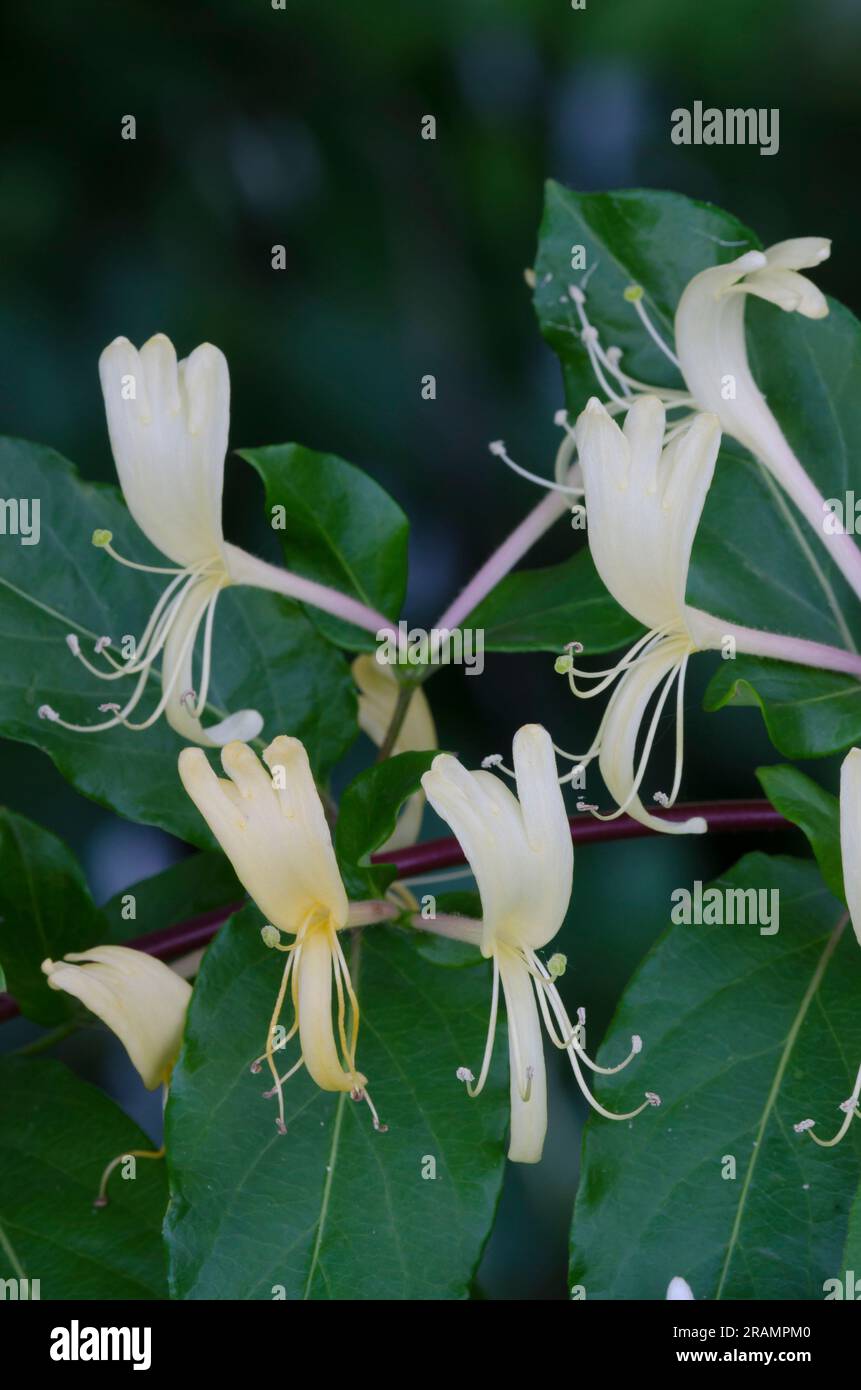 Japanese Honeysuckle, Lonicera japonica Stock Photo Alamy