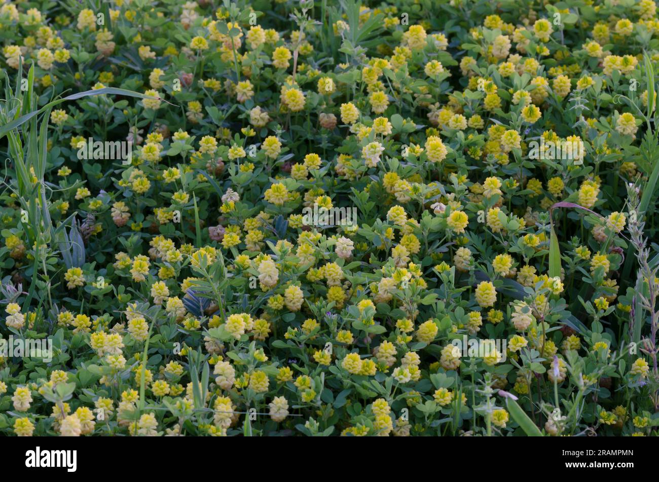 Low Hop Clover, Trifolium campestre Stock Photo