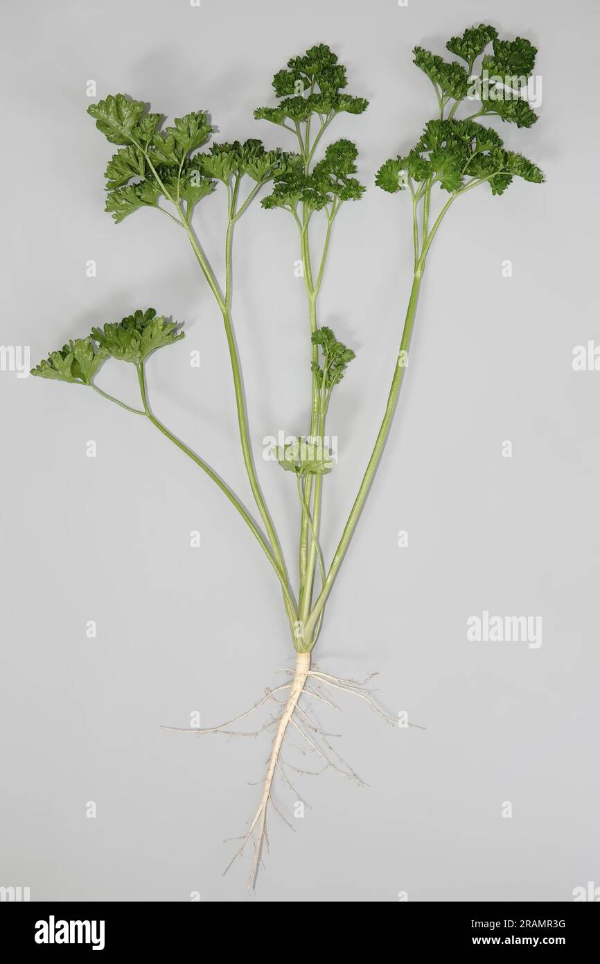 Freshly harvested parsley (Dark Moss Curled variety) plant from a mini-garden Stock Photo