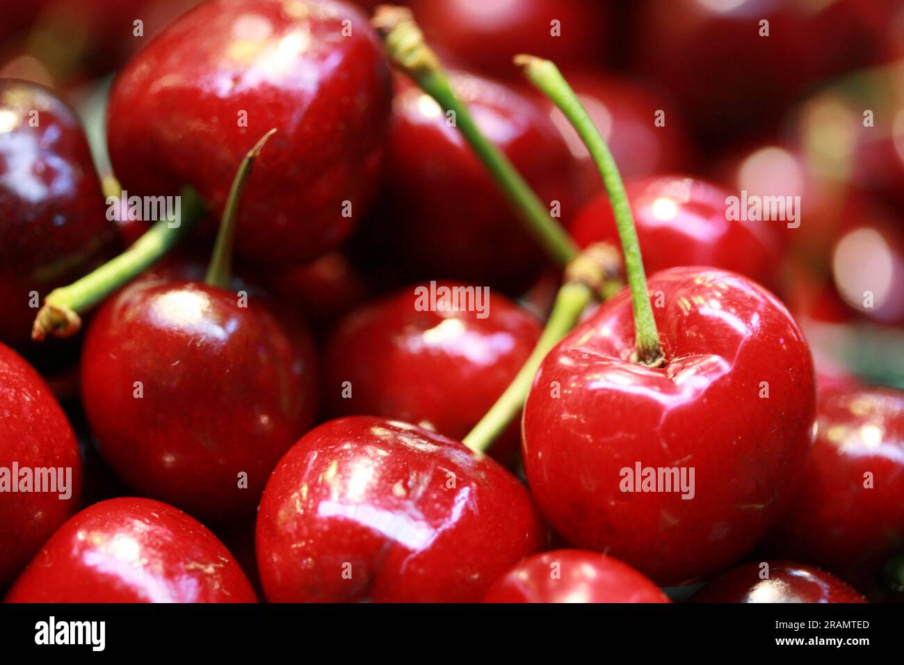 Red organic Bing Cherries Stock Photo Alamy