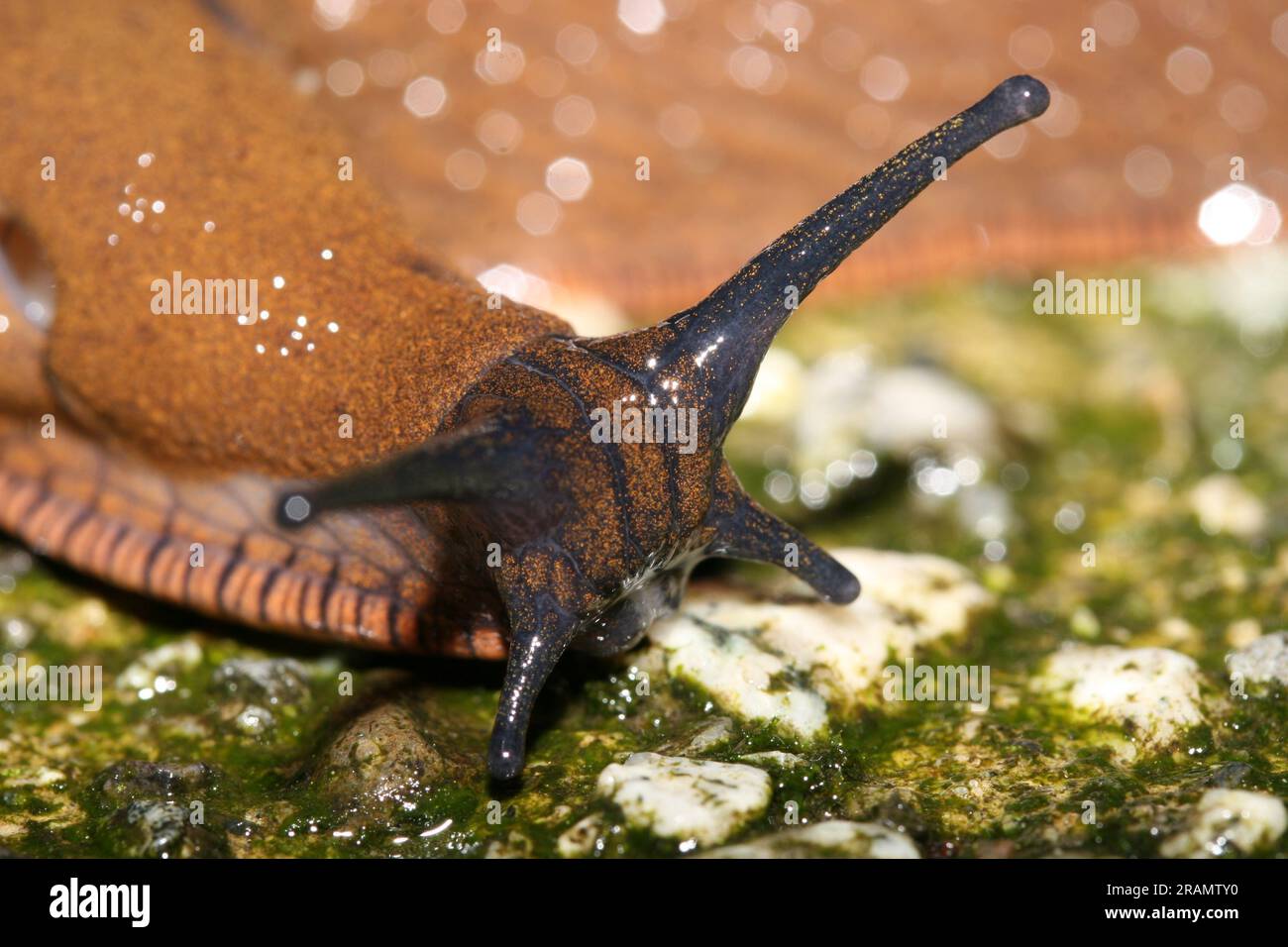 Black garden Slug on mossy rock Stock Photo