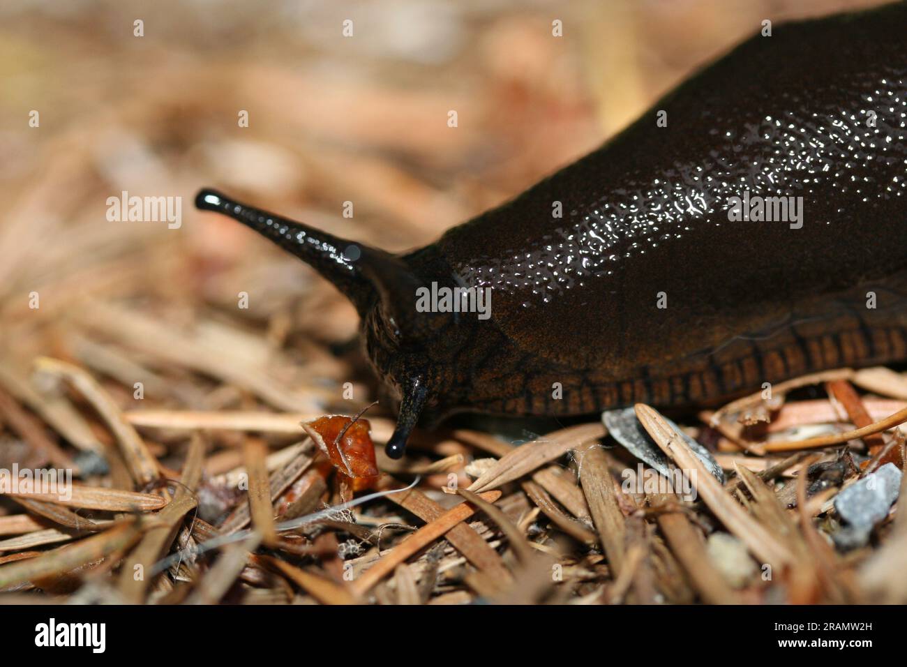 Black garden Slug on fallen dried pine needles Stock Photo