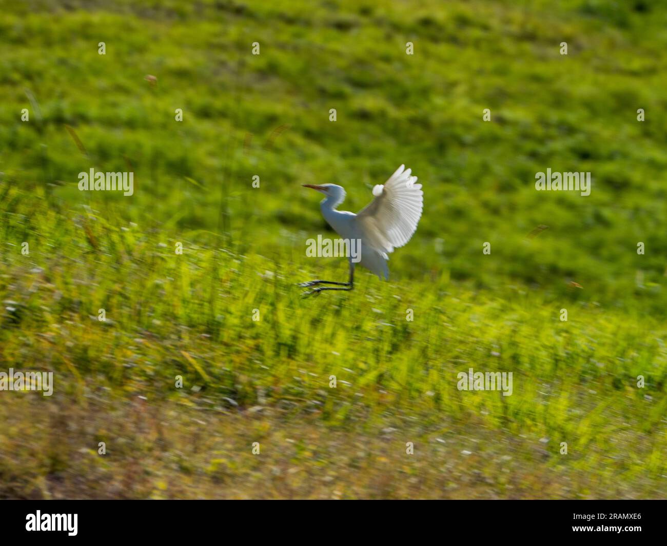 Australian birds, white Egret, wings raised feathers fanned coming in for a landing from flight Stock Photo