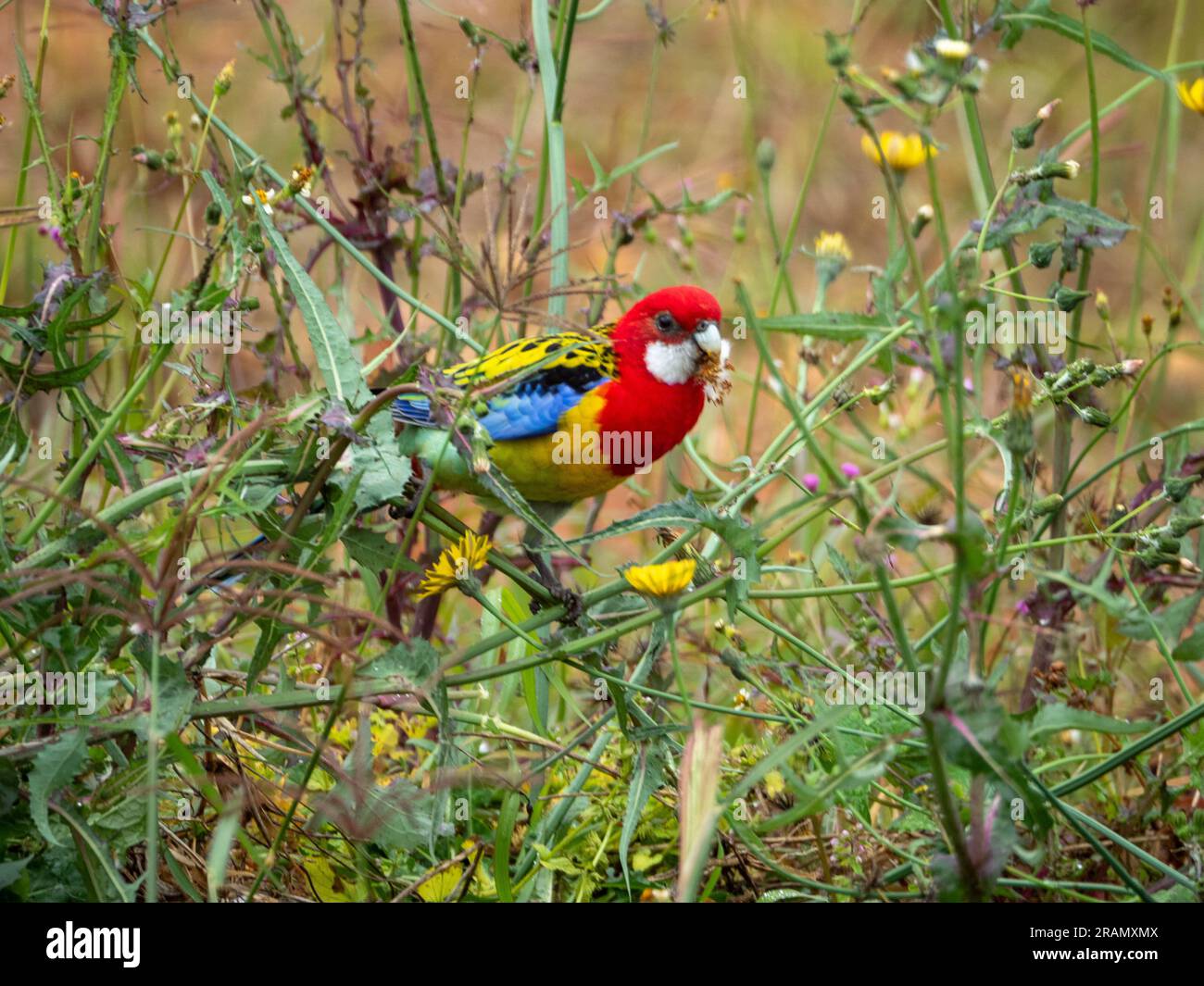 Colourful Eastern Rosella, Australian native bird, feeding on Dandelion