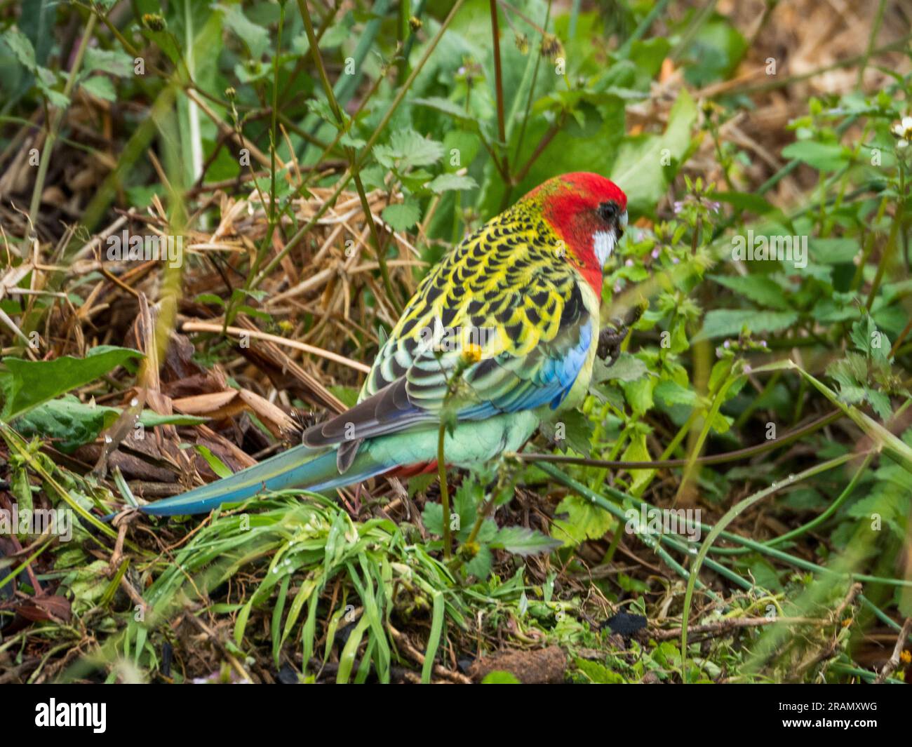 Colourful Eastern Rosella, Australian native bird, on the ground