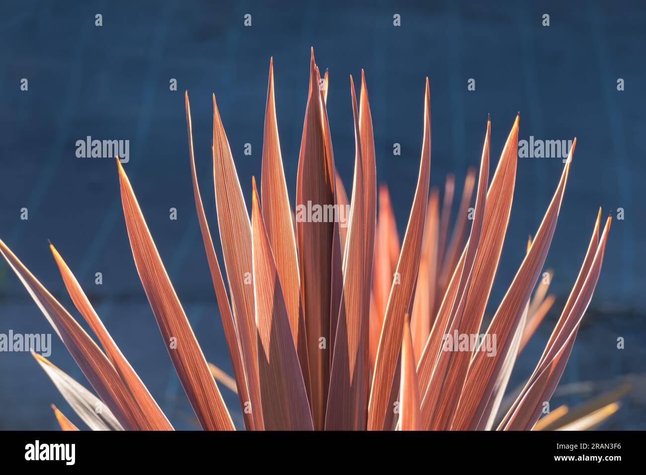 cordyline australis red grass plant growing outdoor close up in summer Stock Photo