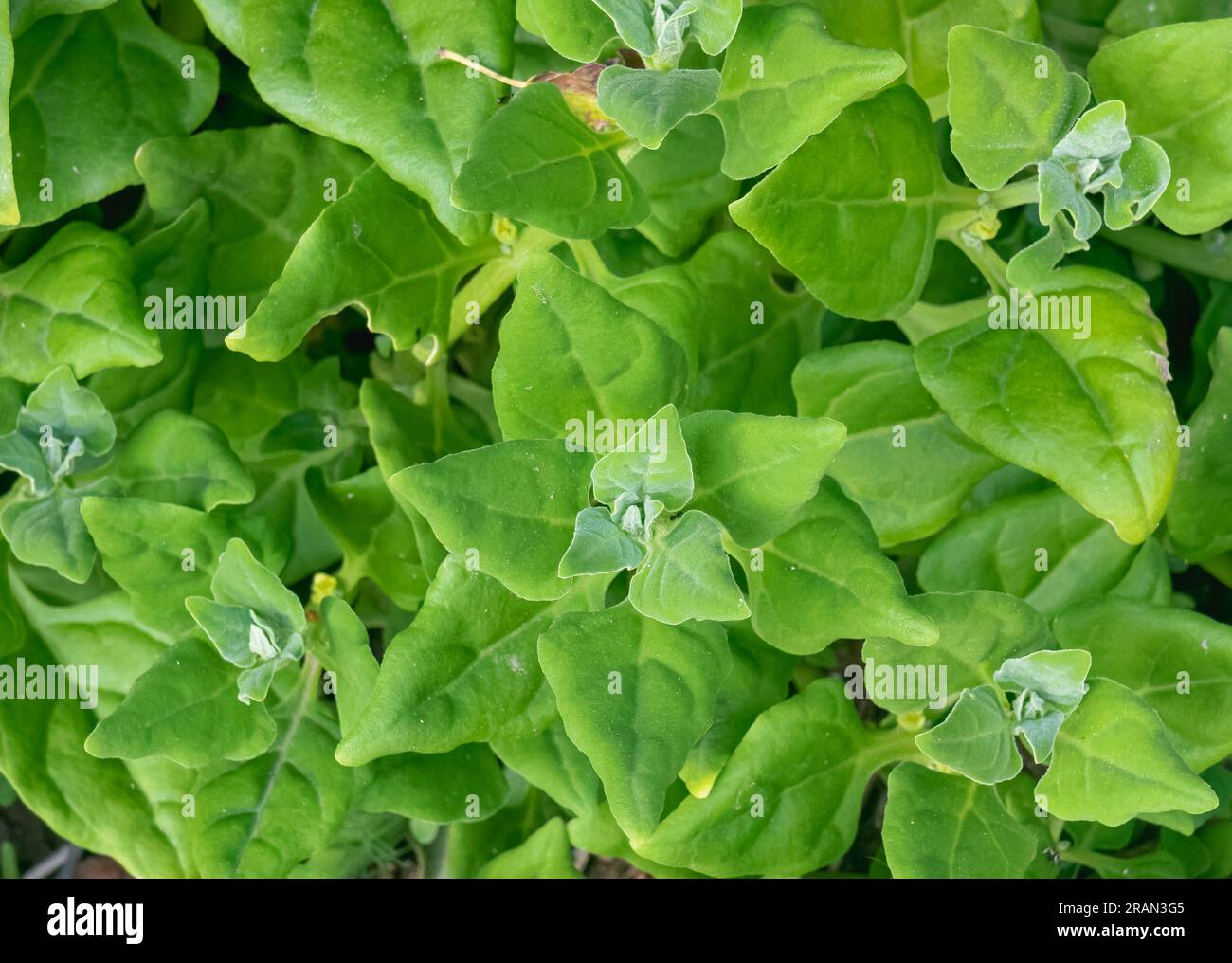 Tetragonia leaves from new zealand spinach plant close up view from above outdoor Stock Photo