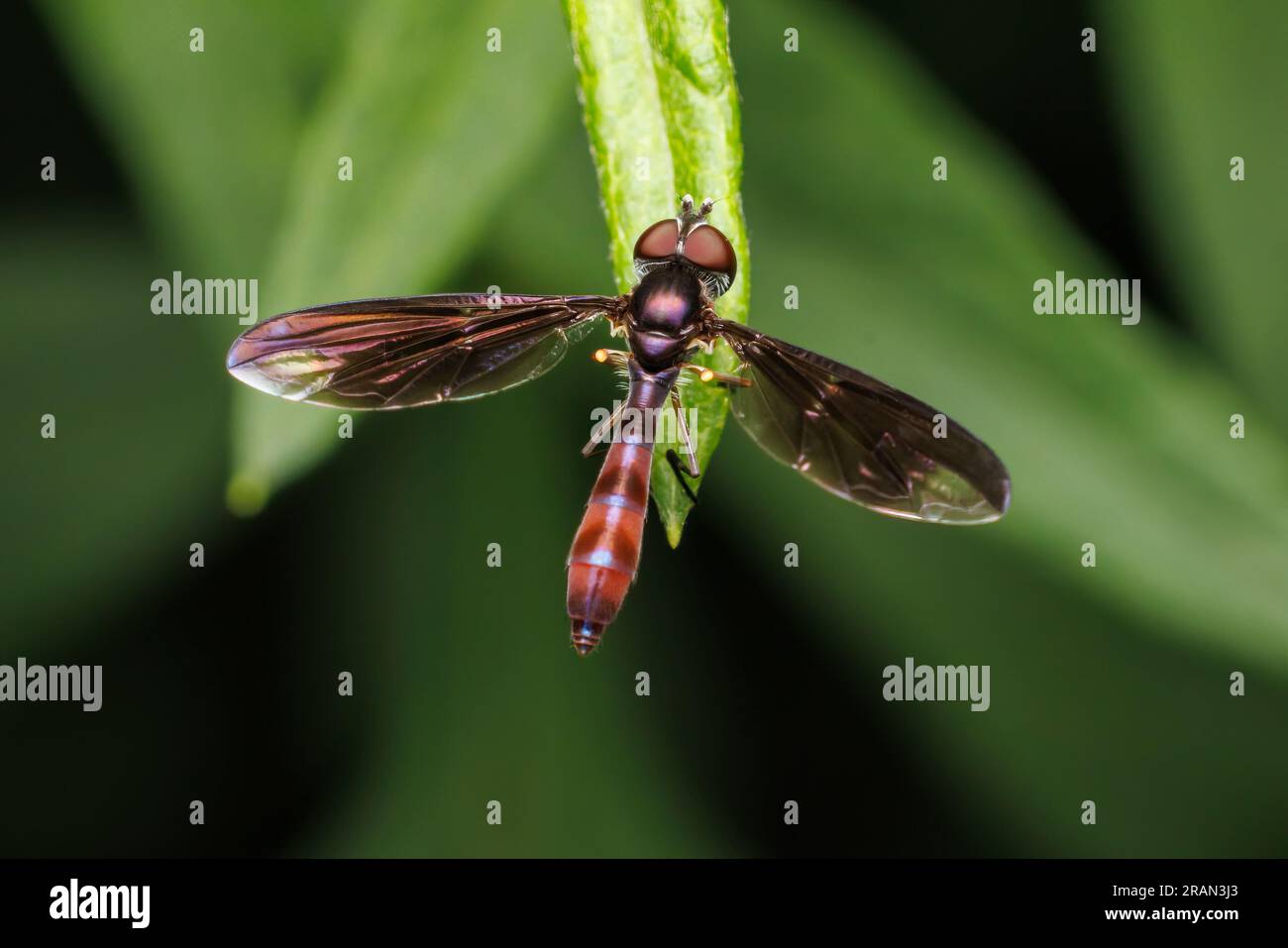 Hover Fly (Ocyptamus fuscipennis) - Female Stock Photo