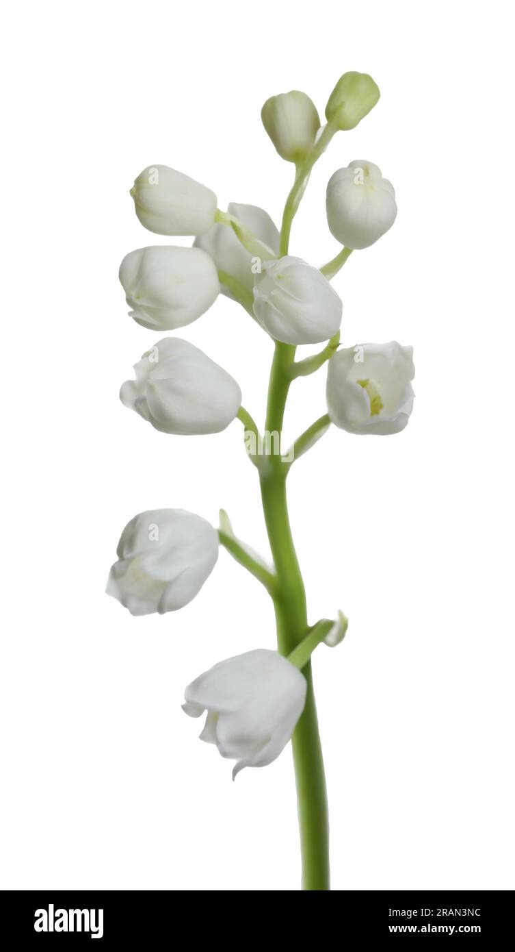 Beautiful lily of the valley flower on white background Stock Photo - Alamy