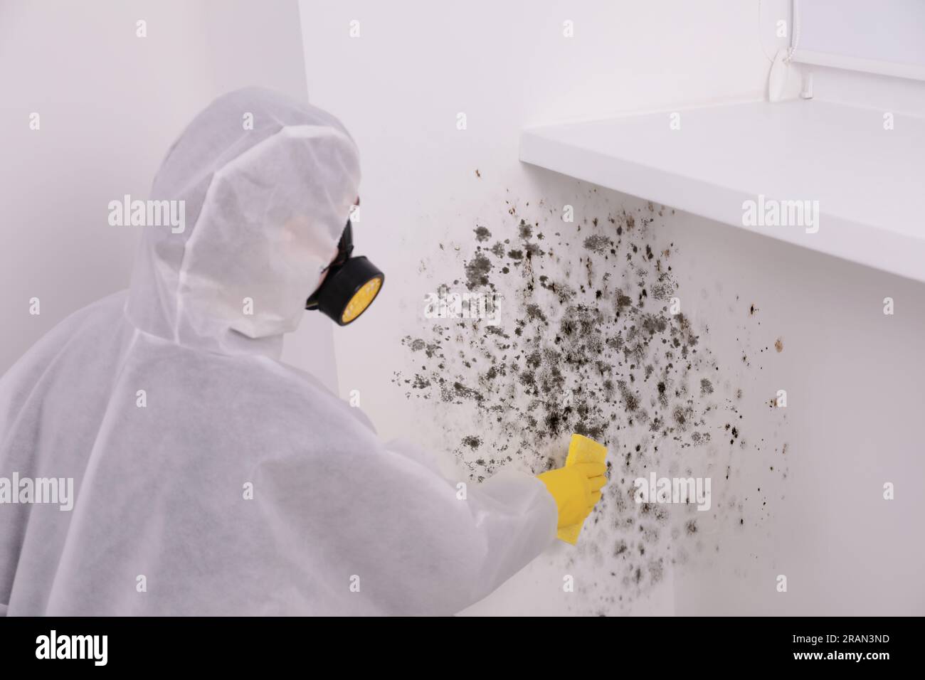 Woman in protective suit and rubber gloves removing mold from wall with rag Stock Photo