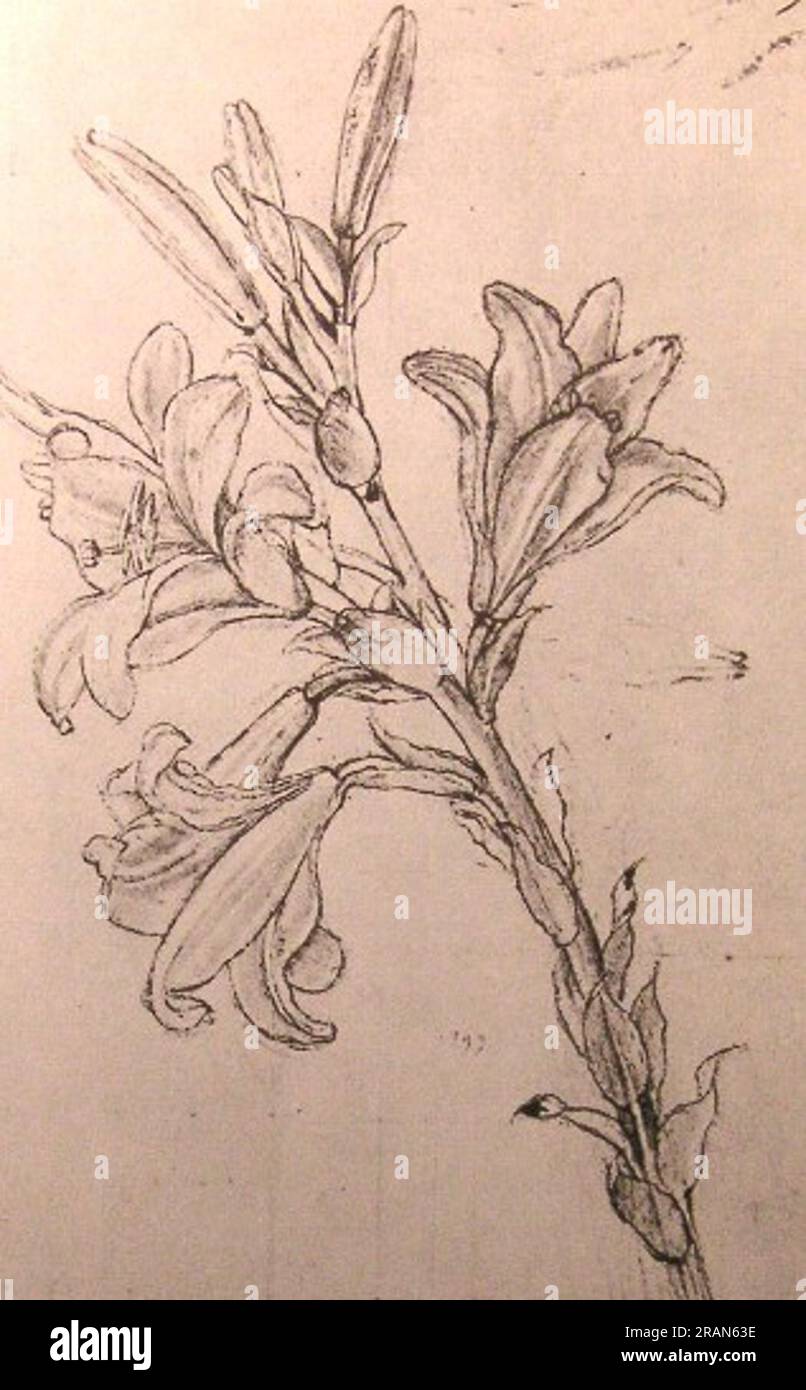 Drawing of lilies, for an Annunciation c.1500; Italy by Leonardo da
