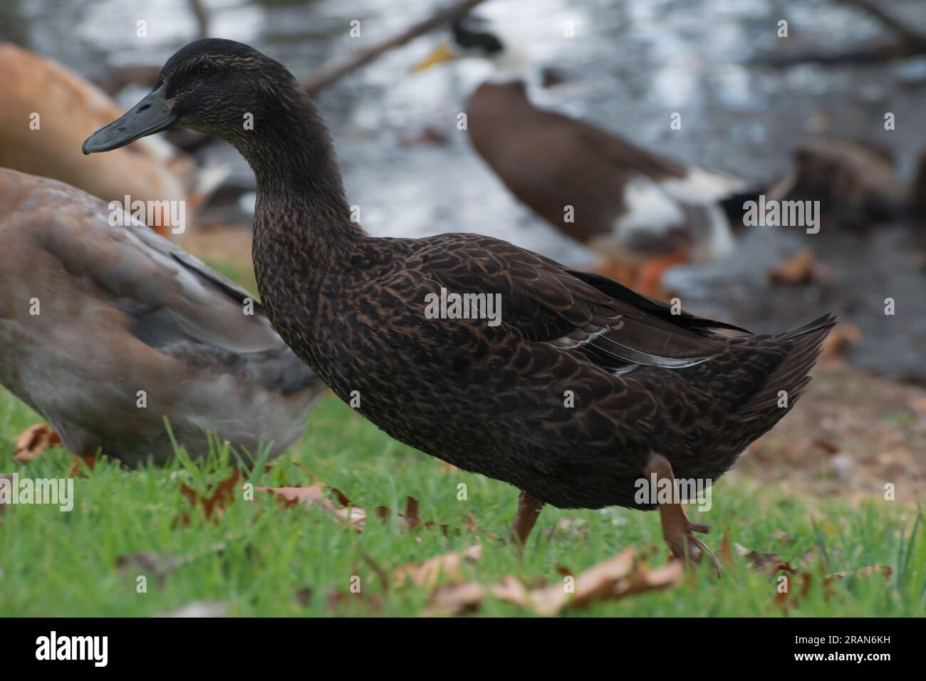 Ducks are such beautiful birds. Stock Photo