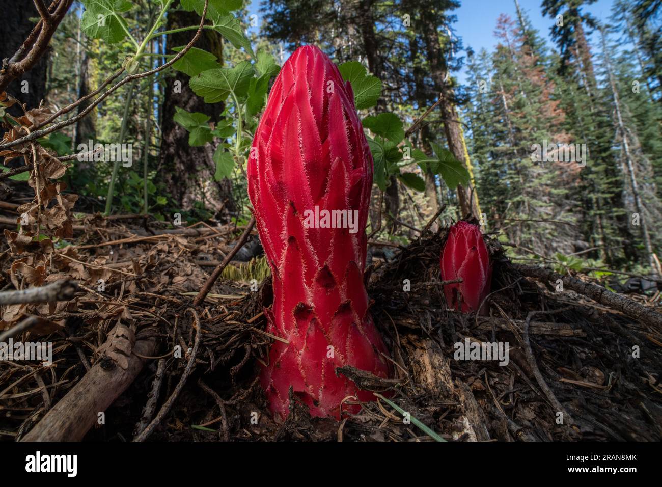 The snow plant (Sarcodes sanguinea) is a parasitic plant found in the Sierra Nevada mountains of California including Yosemite National Park. Stock Photo
