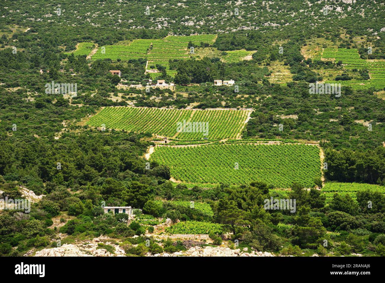Slope of Peljesac peninsula in Croatia with famous vineyards of Dingac grapes Stock Photo