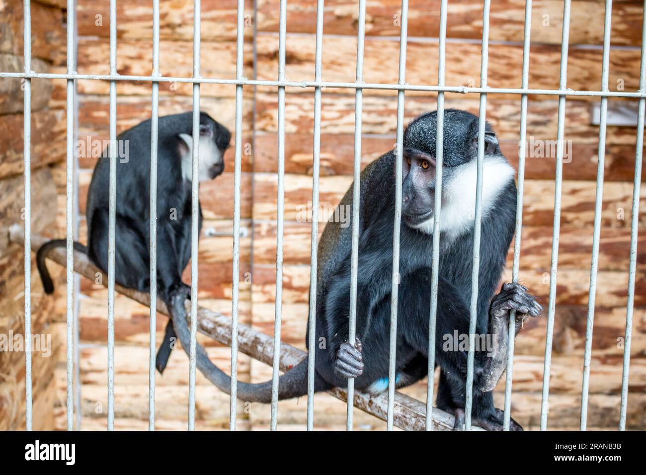 Monkeys in the mini-zoo at the hotel Intourist, Yalta, Crimea Stock Photo