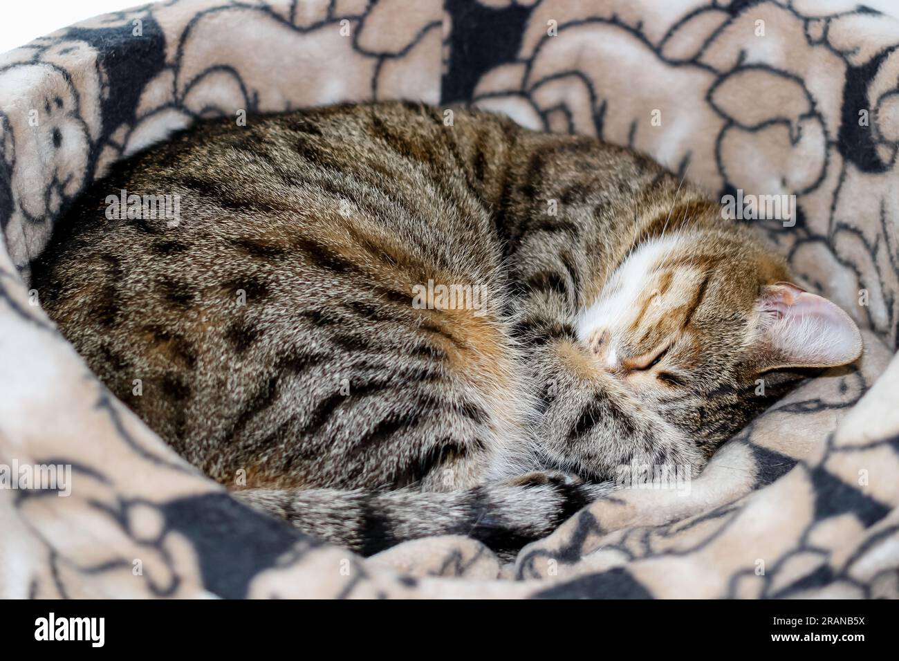 The cat sleeps curled up in a cozy soft basket close Stock Photo - Alamy