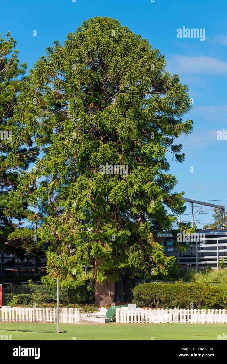 A very large and mature Bunya Pine tree (Araucaria bidwillii) at Chatswood Oval in Sydney, Australia is recorded as planted in the early 1900's Stock Photo