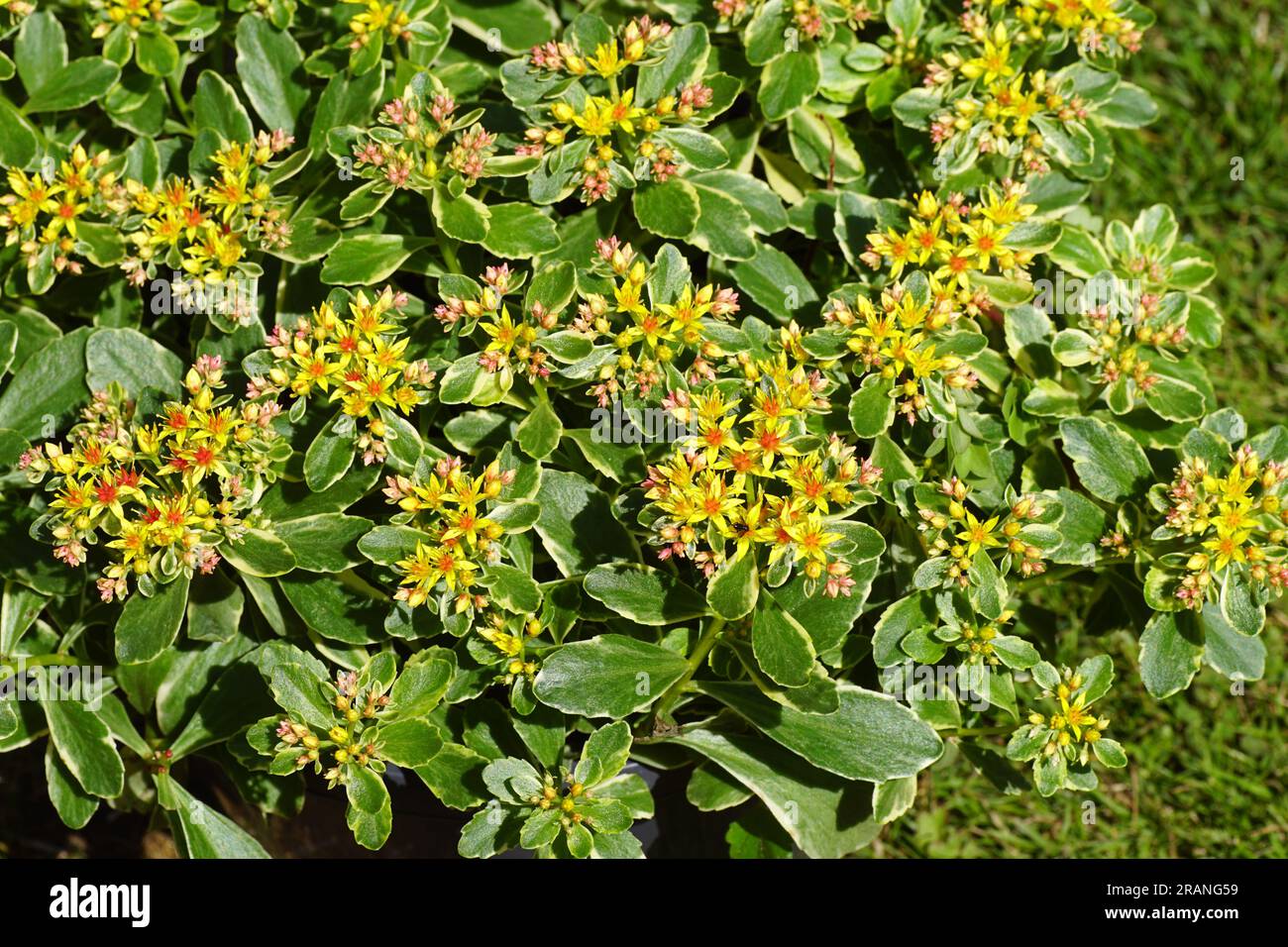 Flowering Russian Stonecrop (Sedum kamtschaticum variegatum). Family Crassulaceae. Dutch garden, Summer, July. Stock Photo