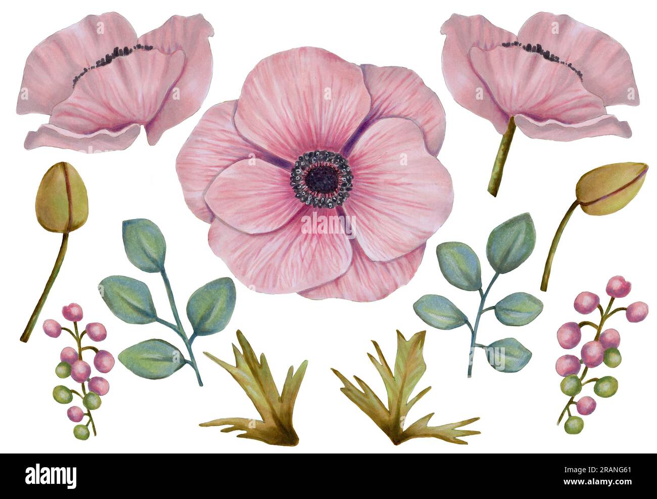 Set of anemone flower elements. Blue green twigs, berries, pink anemone flowers, anemone leaves. Watercolor and marker illustration. Ideal for design Stock Photo