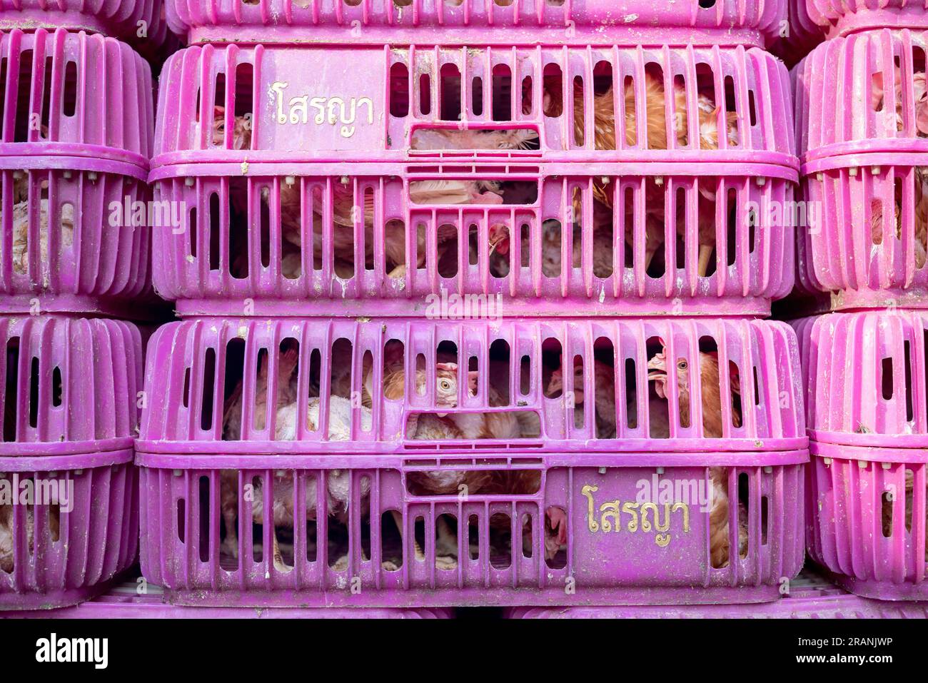 Live chickens are stacked in plastic crates at Khlong Toei Market in Bangkok Thailand, on