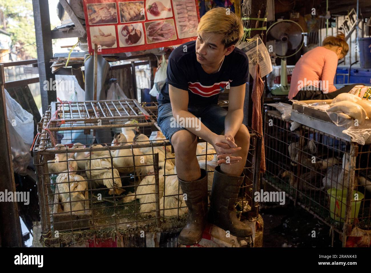 A market worker sits on top of a cage of poultry animals at Khlong Toei Market in Bangkok Thailand, on February 22, 2023. Stock Photo