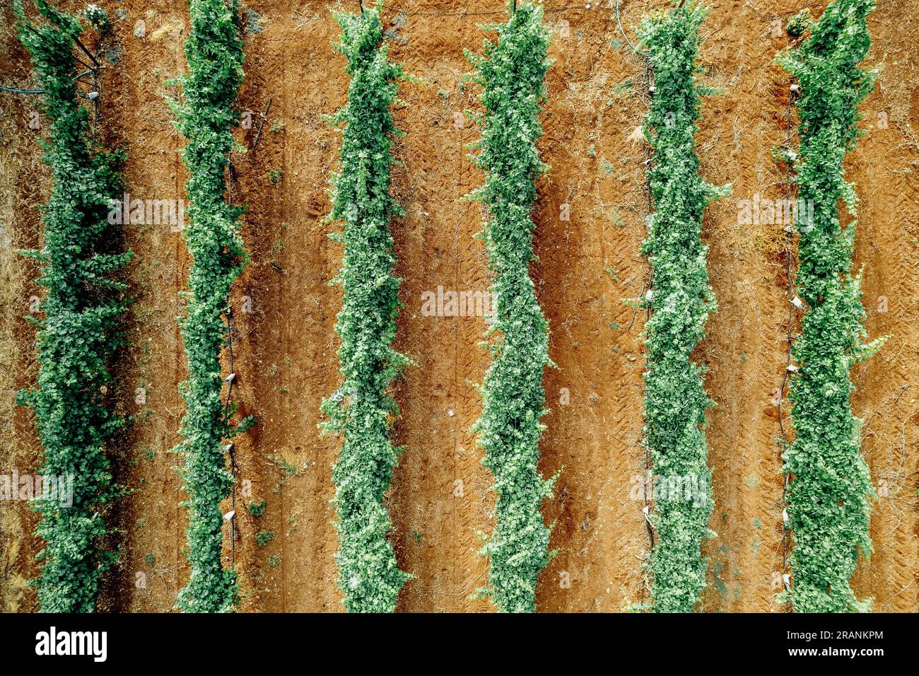 The winegrowing industry a timeless art that nurtures vines, crafts