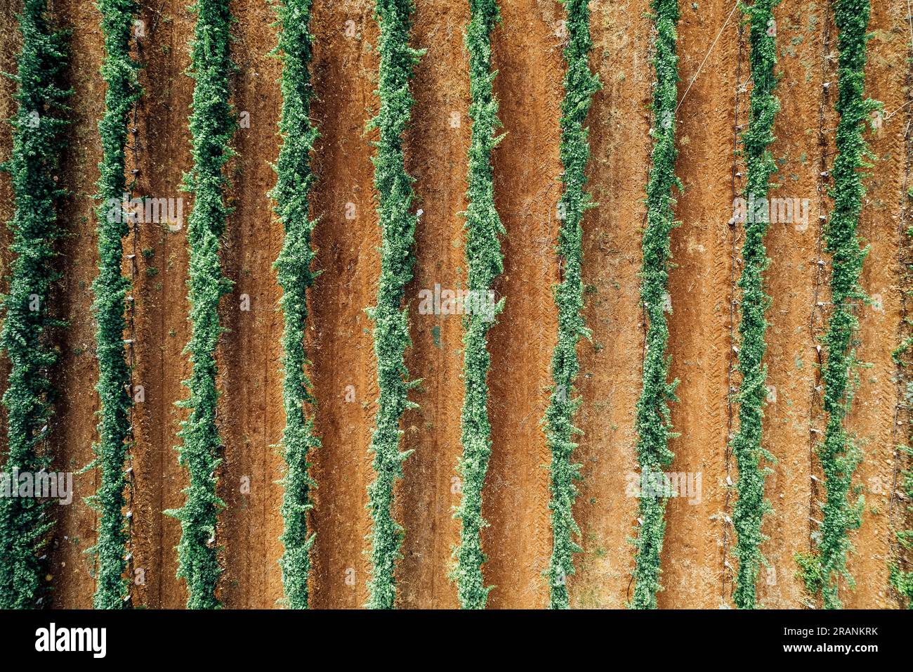 The winegrowing industry a timeless art that nurtures vines, crafts