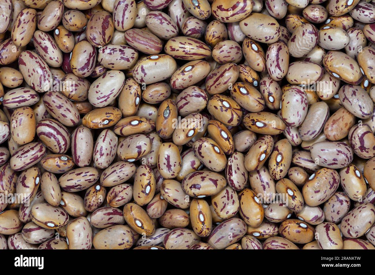 A close-up, flat, top view of a pile of raw, dry, uncooked, beige, brown Borlotti beans filling the frame with copy space Stock Photo