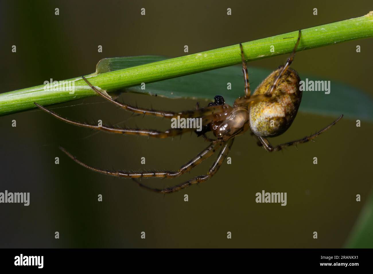 Nice macro image of a spider web sitting on its web with a blurred ...