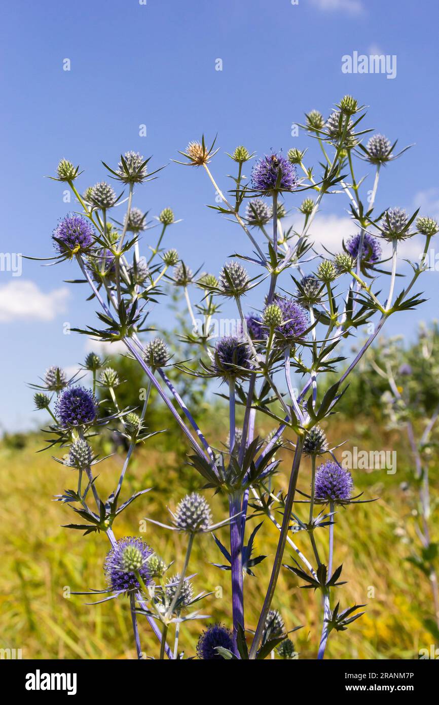 Eryngium planum flower head on summer meadow background. Herbal