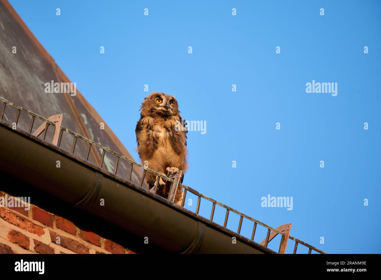 Eurasian eagle-owl (Bubo bubo), youngster on a roof of a church Heinsberg, North Rhine-Westphalia, Germany Stock Photo