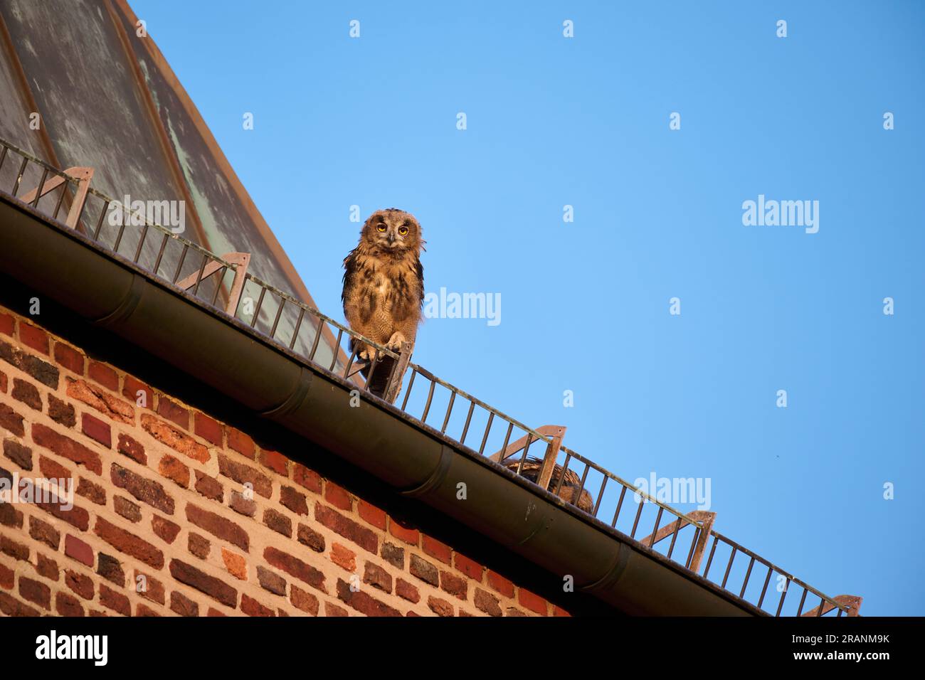Eurasian eagle-owl (Bubo bubo), youngster on a roof of a church Heinsberg, North Rhine-Westphalia, Germany Stock Photo