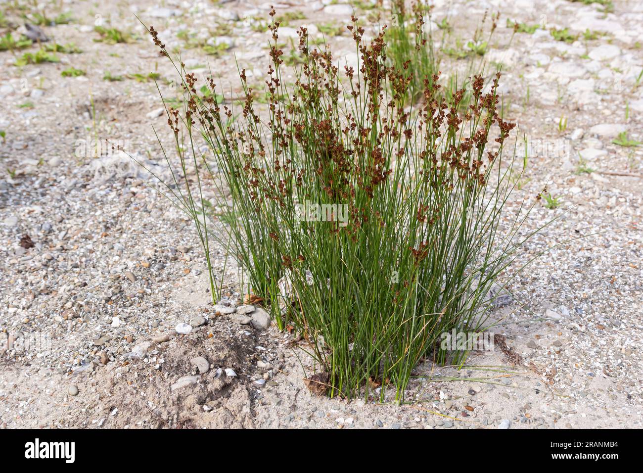 Common Soft Rush Juncus effusus is a perennial herbaceous flowering plant species in the family Juncaceae. Stock Photo