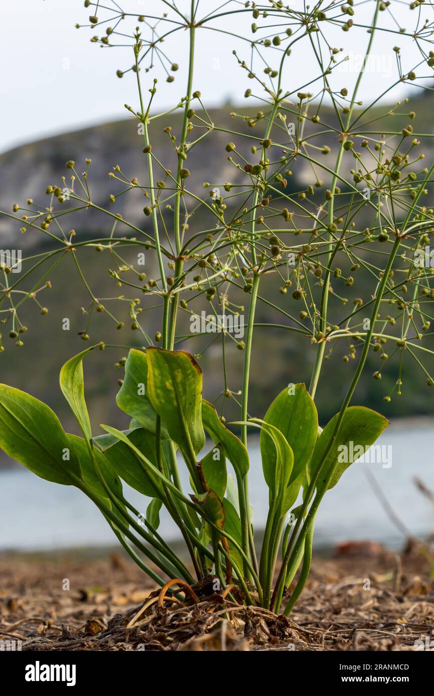 flowers of European water plantain, Alisma plantago aquatica, Stock Photo