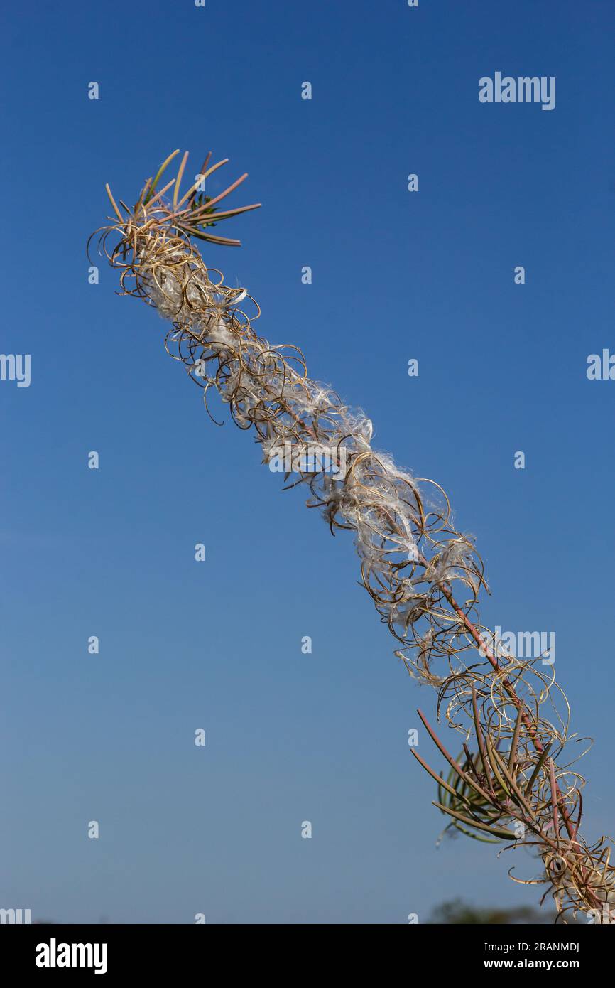 Close up of a dried white seed head of fireweed or great willowherb or rosebay willowherb Chamaenerion angustifolium aginst a blurred golden brown bac Stock Photo