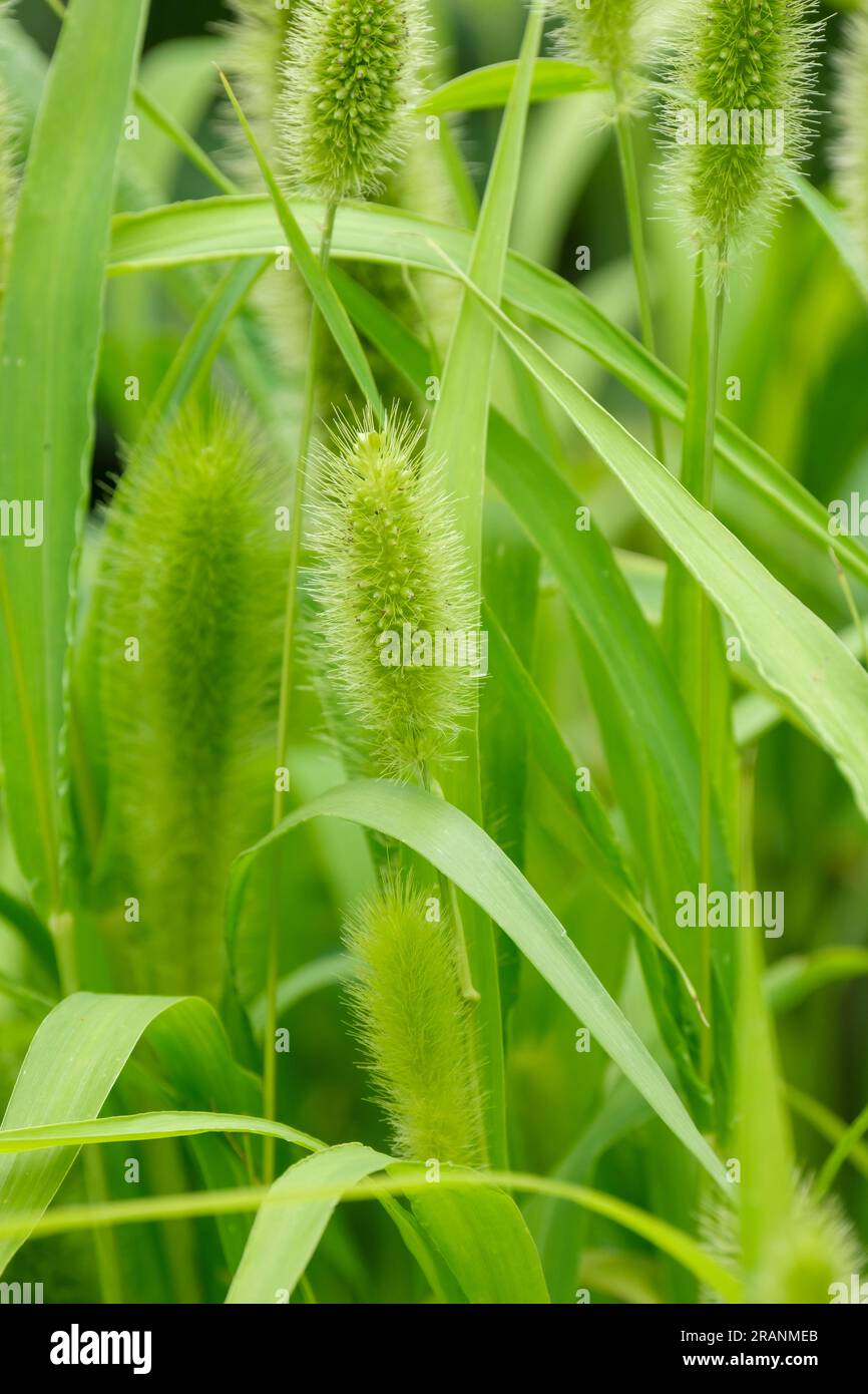 Foxtail millet, Setaria italica, Panicum italicum, annual grass grown for human food, immature seed heads in early summer Stock Photo